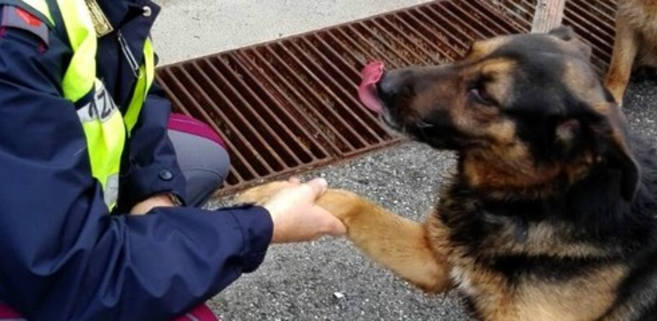 La polizia stradale di Caltanissetta ritrova due cani sulla strada statale 640, restituiti ai proprietari - SeguoNews