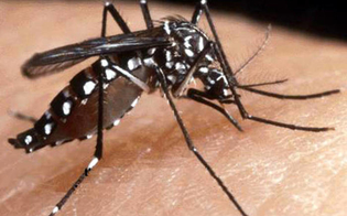 https://www.seguonews.it/epidemia-di-dengue-sul-lago-di-garda-la-farnesina-aggiorna-i-consigli-di-viaggio-record-morti-in-bangladesh