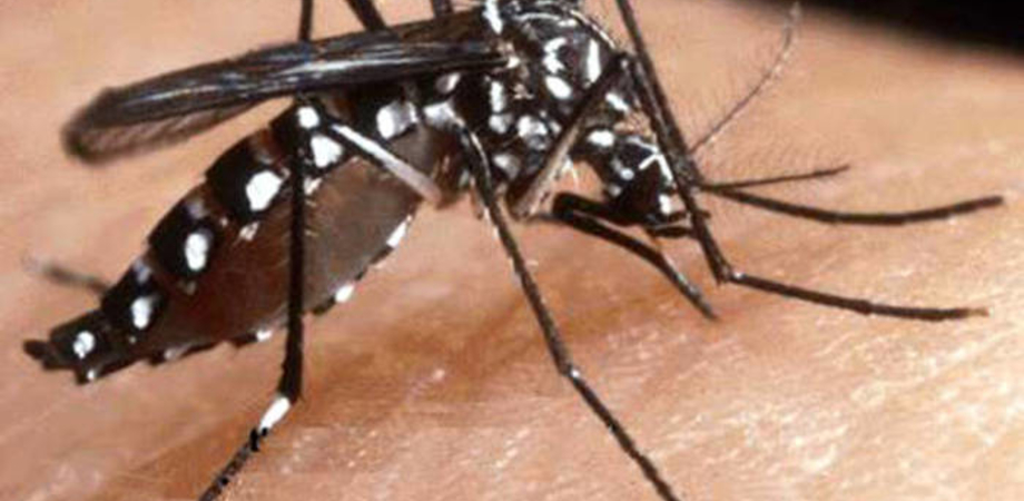 Epidemia di Dengue sul Lago di Garda, la Farnesina aggiorna i consigli di viaggio. Record morti in Bangladesh