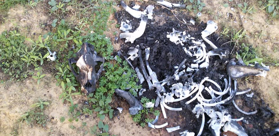 Macabra scoperta a Butera, trovata carcassa di un cane bruciato. La condanna di un prete su Facebook