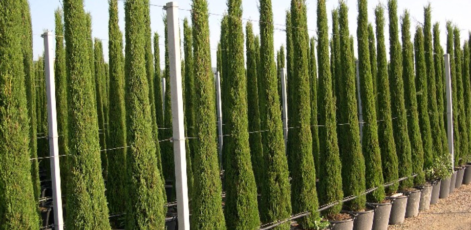 "Tesoro, ci hanno rubato i cipressi". Ladra seriale nelle ...