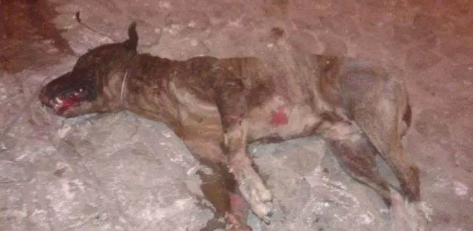 Cane torturato e bruciato a Caltanissetta, il Wwf al prefetto: "Più controlli sui reati contro animali"