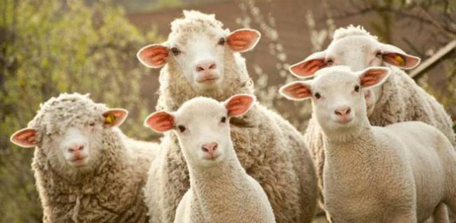 Mazzarino: furto di pecore, ladri portano via cinquanta capi da un ovile