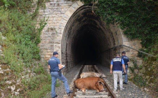 https://www.seguonews.it/caltanissetta-treno-investe-due-mucche-alla-stazione-di-xirbi