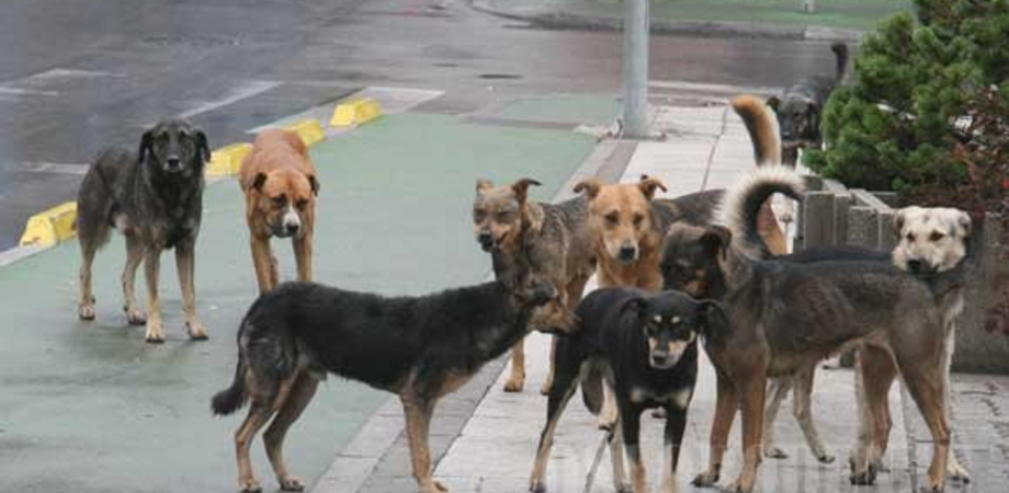 Animali: denunce Lndc, gatto martoriato e cani maltrattati a Canicattì: denunciato un 57enne