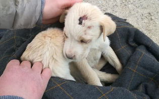 https://www.seguonews.it/cuccioli-feriti-alla-testa-e-alla-zampetta-ritrovati-per-strada-a-serradifalco