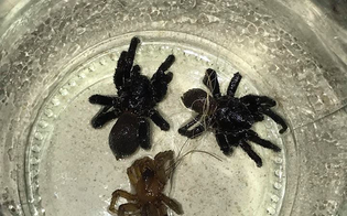 https://www.seguonews.it/caltanissetta-trova-ragni-nel-giardino-di-casa-potrebbe-trattarsi-di-una-specie-velenosa