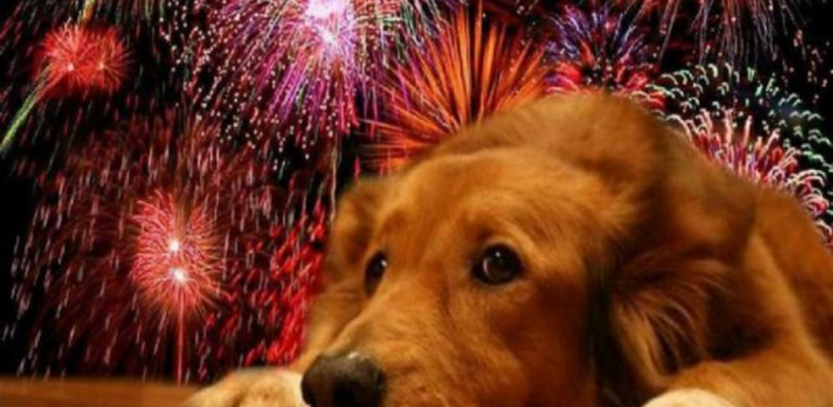 Botti di Capodanno, il consigliere Aiello chiede al sindaco di vietarli: "Pericolosi per bimbi e animali"