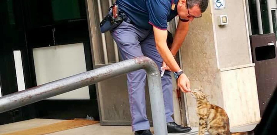 Poliziotto della questura di Caltanissetta sfama gatta incinta: Matteo Salvini posta la foto su facebook