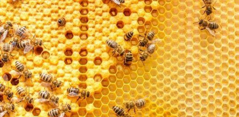 Apicoltura. L’allarme M5S: "Sicilia terza regione per numero di aziende, ma servono buone pratiche a protezione delle api"