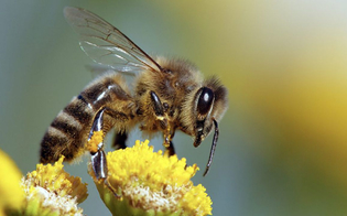 https://www.seguonews.it/studio-australiano-dal-veleno-delle-api-una-cura-contro-il-tumore-al-seno