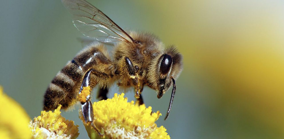 Sos api, il Rotary Club Caltanissetta scende in campo per impedirne l'estinzione