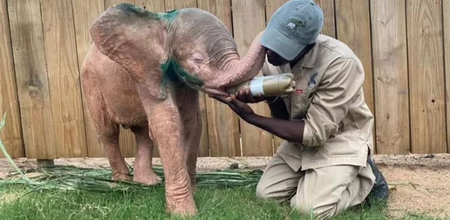 Emma l'elefantessa salvata in extremis: il padrone-aguzzino l'avvelenava con l'alcol