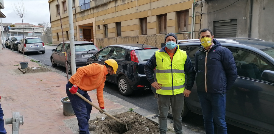Donazione alberi a Caltanissetta, Aiello (Lega): "Promessa mantenuta, un mio regalo alla Città"