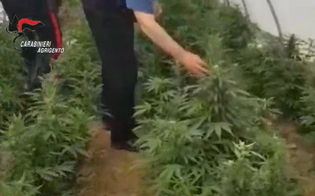 https://www.seguonews.it/coltivavano-piante-di-marijuana-in-un-terreno-tra-licata-e-butera-scattano-tre-arresti