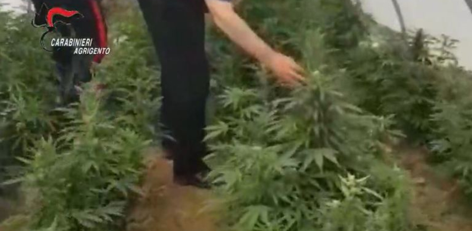 Coltivavano piante di marijuana in un terreno tra Licata e Butera, scattano tre arresti