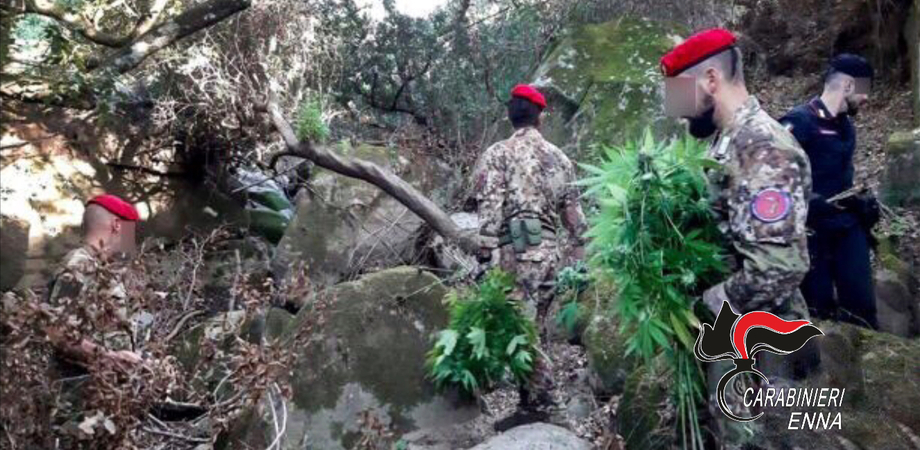 Scoperta una piantagione di marijuana nell'Ennese: due persone arrestate