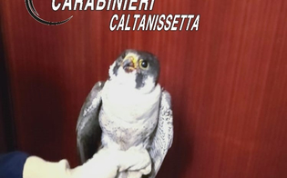 https://www.seguonews.it/falco-pellegrino-salvato-dai-carabinieri-di-san-cataldo-si-era-rifugiato-in-caserma