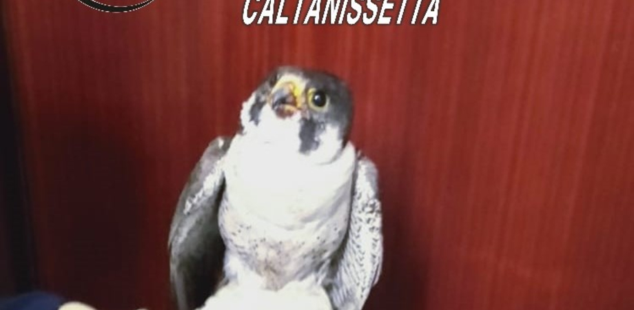 Falco pellegrino salvato dai carabinieri di San Cataldo, si era rifugiato in caserma