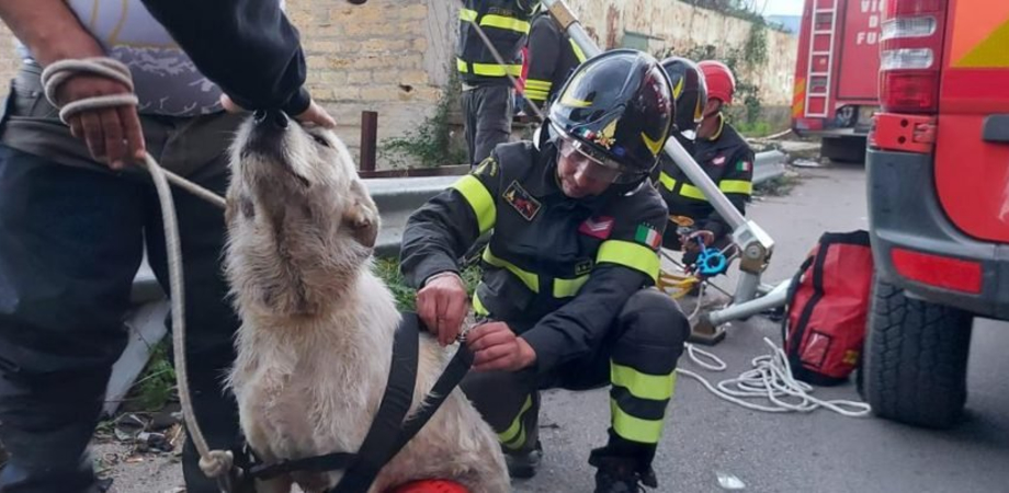 Cane finisce in un torrente a Palermo, salvato dai vigili del fuoco: le operazioni sono durate 5 ore