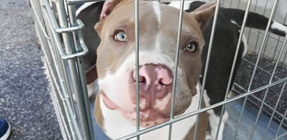 Condannati a 6 mesi di reclusione per il taglio delle orecchie dei propri cani