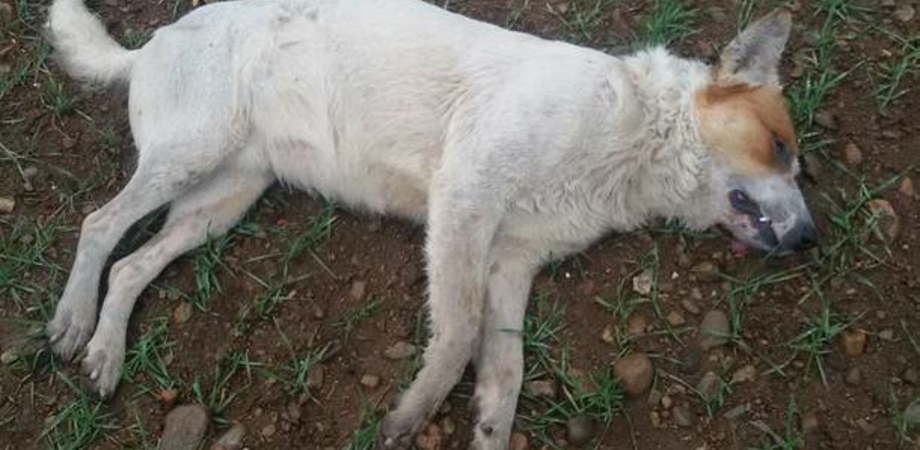 Delia, tre cani trovati morti per strada: presentata denuncia ai carabinieri
