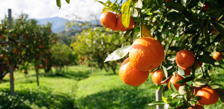 Agricoltura, in Sicilia intesa su riparto fondi della programmazione Feasr 2023-27: "Bandi a fine estate"