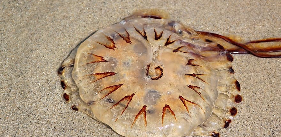Esemplari di "medusa della bussola" nel Mediterraneo, ecco cosa può provocare il contatto