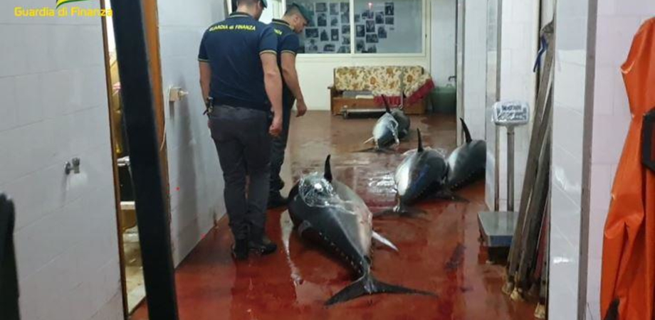 A Bagheria la Guardia di Finanza sequestra 4,5 tonnellate di tonno rosso non tracciato