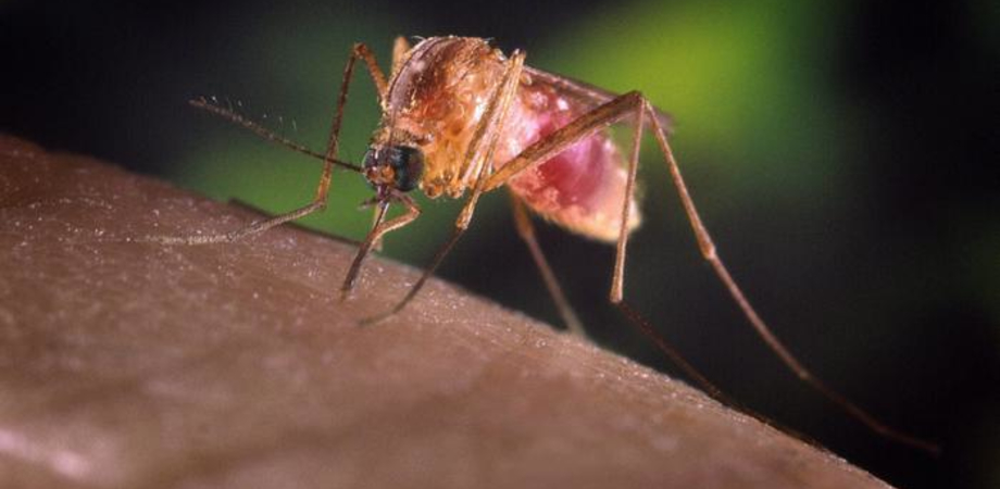 Febbre del Nilo, anziano muore in Veneto: il virus torna a fare paura