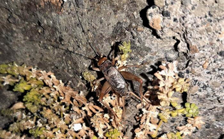 https://www.seguonews.it/a-pantelleria-scoperta-nuova-specie-di-grillo-ad-attirare-gli-entomologi-linsolito-canto