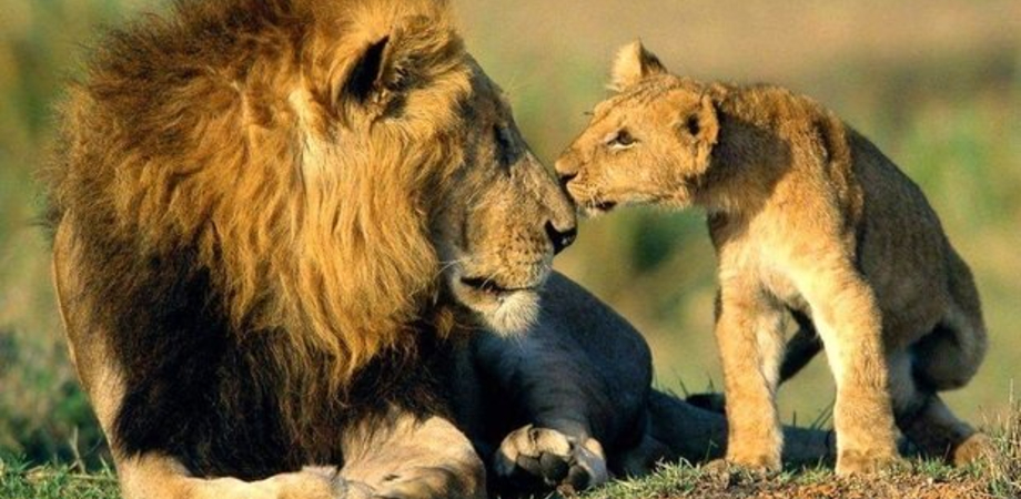 Oggi 10 agosto giornata mondiale del leone: nel mondo sempre meno esemplari
