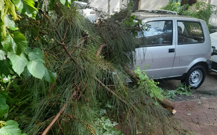 Temporale a Caltanissetta, albero su un'auto: giovane aiutata da protezione civile. Una sessantina gli interventi