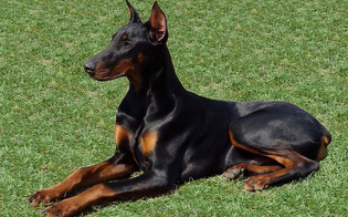 https://www.seguonews.it/tagliare-coda-e-orecchie-al-cane-per-capricci-estetici--un-reato