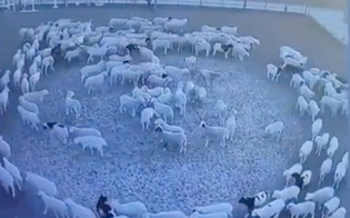 https://www.seguonews.it/pecore-girano-in-cerchio-da-12-giorni-spunta-unipotesi-ecco-quale