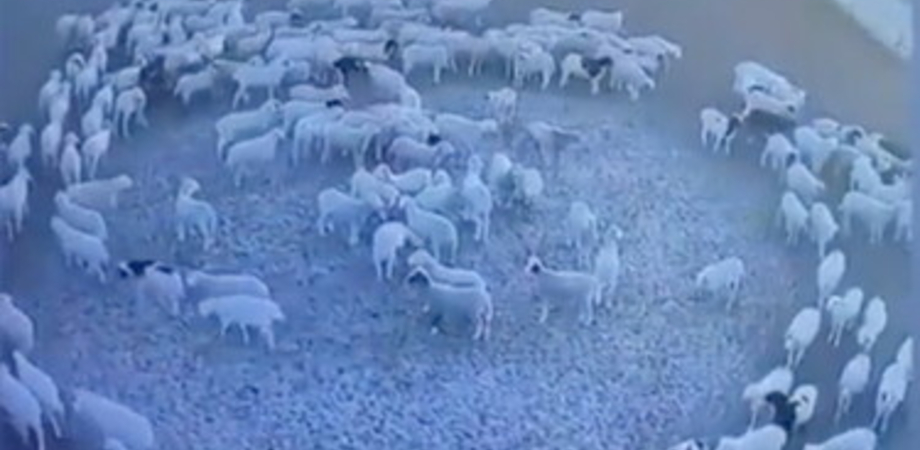 Pecore girano in cerchio da 12 giorni, spunta un'ipotesi: ecco quale