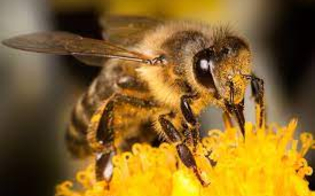 https://www.seguonews.it/agricoltura-in-sicilia-bando-per-aiuti-agli-apicoltori-siciliani-prorogata-la-scadenza