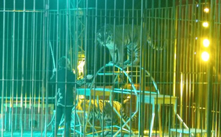 https://www.seguonews.it/tigre-azzanna-domatore-del-circo-orfei-durante-lo-spettacolo-ferito-gravemente-al-collo-e-ad-una-gamba